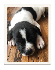 puppy